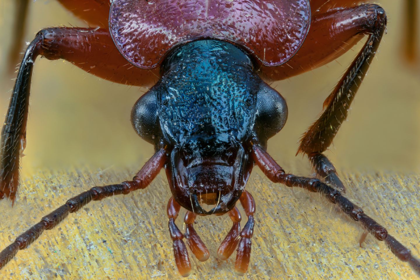 Carabidae - Lamprias fulvicollis